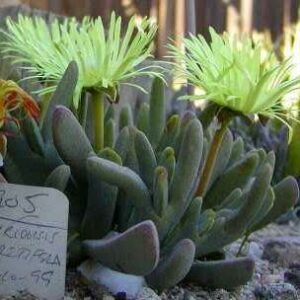 Cheiridopsis namaquensis - 10 Seed Pack