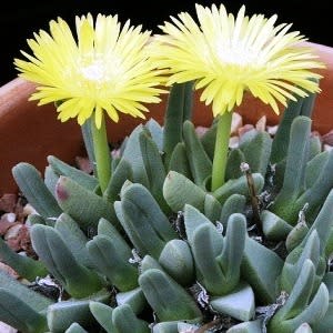 Cheiridopsis namaquensis - 10 Seed Pack - Image 2