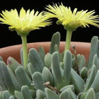 Cheiridopsis namaquensis - 10 Seed Pack - Image 4