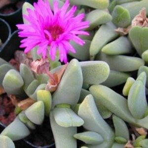 Cheiridopsis purpurea - 5 Seed Pack