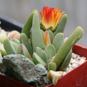 Cheiridopsis rostrata - 10 Seed Pack