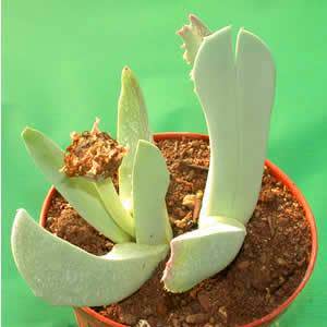Cheiridopsis rostrata - 10 Seed Pack - Image 2