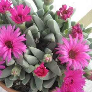 Cheiridopsis speciosa - 10 Seed Pack