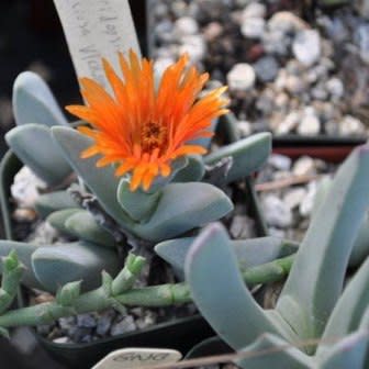 Cheiridopsis speciosa - 10 Seed Pack - Image 2