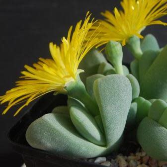 Ihlenfeldtia vanzylii - 10 Seed Pack - Image 2