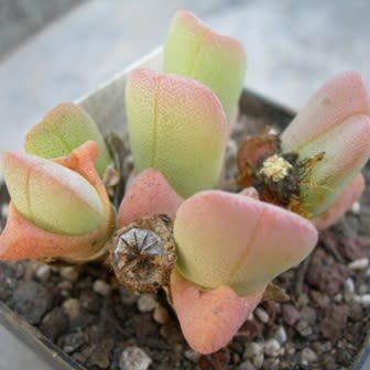 Ihlenfeldtia vanzylii - 10 Seed Pack - Image 3