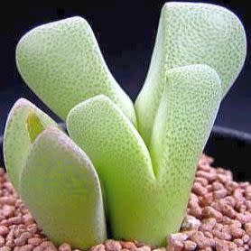 Ihlenfeldtia vanzylii - 10 Seed Pack - Image 4