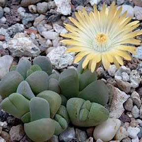 Cheiridopsis verrucosa - Knoppiesblaar-vygie - 5 Seed Pack