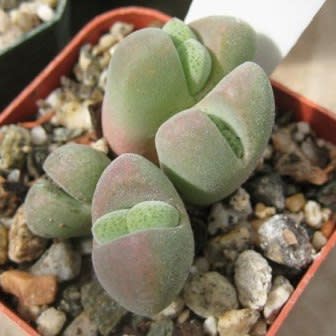 Cheiridopsis verrucosa - Knoppiesblaar-vygie - 5 Seed Pack - Image 2