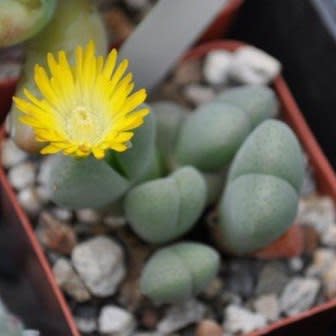 Cheiridopsis verrucosa - Knoppiesblaar-vygie - 5 Seed Pack - Image 3