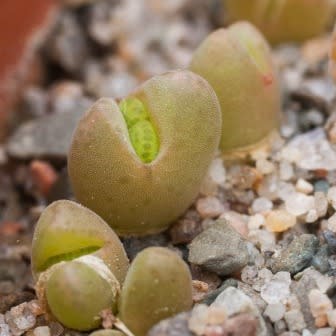 Cheiridopsis verrucosa - Knoppiesblaar-vygie - 5 Seed Pack - Image 4