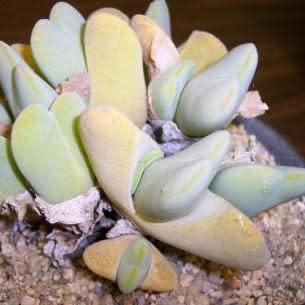 Cheiridopsis verrucosa - Knoppiesblaar-vygie - 5 Seed Pack - Image 5