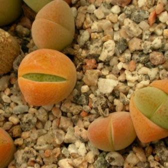 Cheiridopsis verrucosa - Knoppiesblaar-vygie - 5 Seed Pack - Image 6