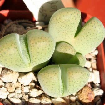Cheiridopsis verrucosa - Knoppiesblaar-vygie - 5 Seed Pack - Image 7