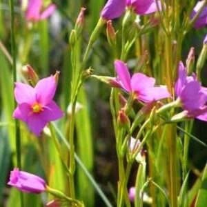 Chironia jasminoides - 5 Seed Pack