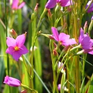 Chironia jasminoides - 5 Seed Pack