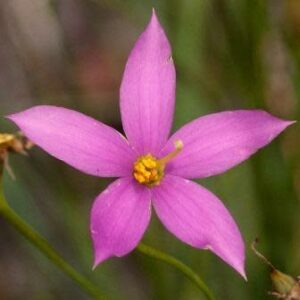 Chironia palustris - Cerise stars - 5 Seed Pack
