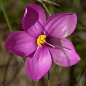 Chironia tetragona - 5 Seed Pack