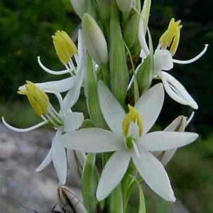 Chlorophytum bowkeri - 10 Seed Pack