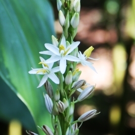 Chlorophytum colubrinum - 10 Seed Pack