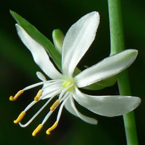 Chlorophytum comosum - 10 Seed Pack