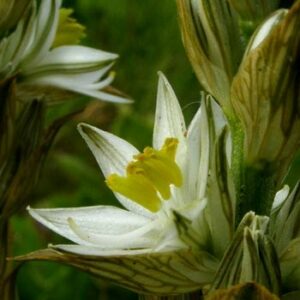 Chlorophytum haygarthii - 10 Seed Pack