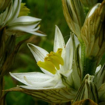 Chlorophytum haygarthii - 10 Seed Pack