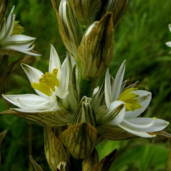 Chlorophytum haygarthii - 10 Seed Pack - Image 2
