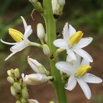 Chlorophytum krookianum - Giant Chlorophytum, Spider Grass - 10 Seed Pack