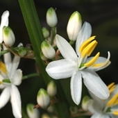Chlorophytum krookianum - Giant Chlorophytum, Spider Grass - 10 Seed Pack - Image 2