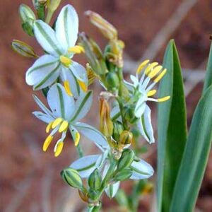 Chlorophytum transvaalense - 10 Seed Pack