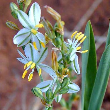 Chlorophytum transvaalense - 10 Seed Pack