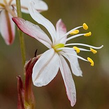 Chlorophytum undulatum - 10 Seed Pack