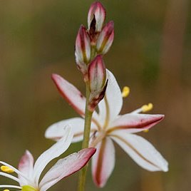 Chlorophytum undulatum - 10 Seed Pack - Image 2