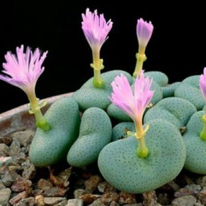 Conophytum wettsteinii - Cone Plants; Knopies - 5 Seed Pack