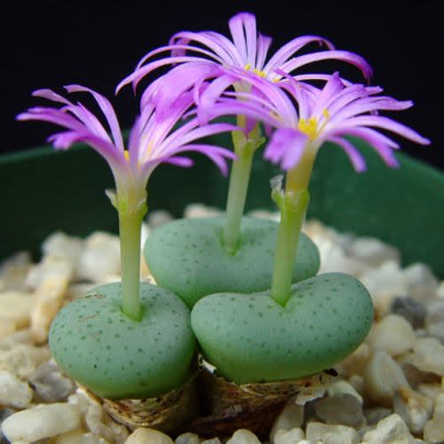 Conophytum wettsteinii - Cone Plants; Knopies - 5 Seed Pack - Image 2