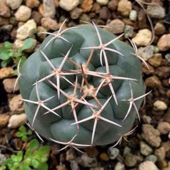 Coryphantha elephantidens - Exotic Beehive Cactus - 5 Seed Pack - Image 2