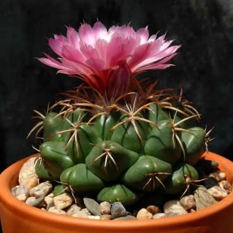 Coryphantha elephantidens - Exotic Beehive Cactus - 5 Seed Pack - Image 3