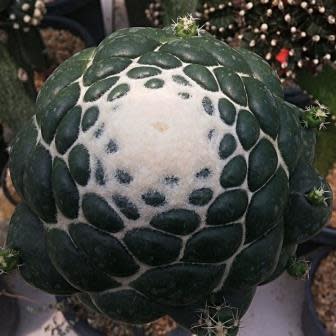 Coryphantha elephantidens - Exotic Beehive Cactus - 5 Seed Pack - Image 4