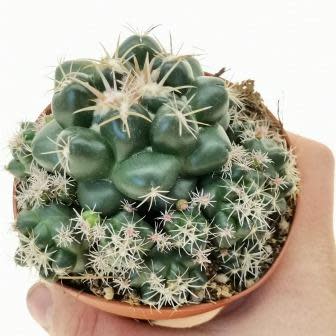 Coryphantha elephantidens - Exotic Beehive Cactus - 5 Seed Pack - Image 5