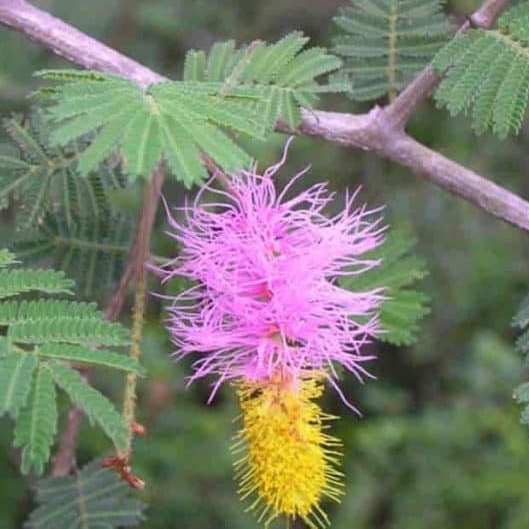 Dichrostachys cinerea - Sicklebush, Bell Mimosa, Chinese Lantern Tree, Kalahari Christmas Tree - 5 Seed Pack - Image 3