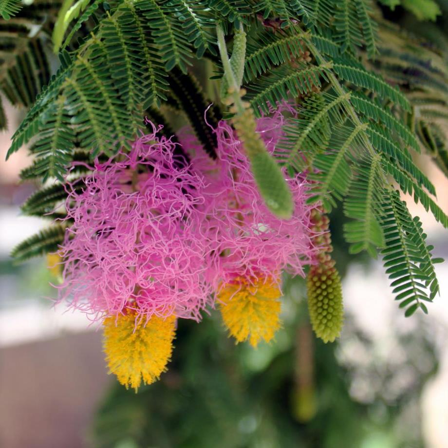 Dichrostachys cinerea - Sicklebush, Bell Mimosa, Chinese Lantern Tree, Kalahari Christmas Tree - 5 Seed Pack - Image 4