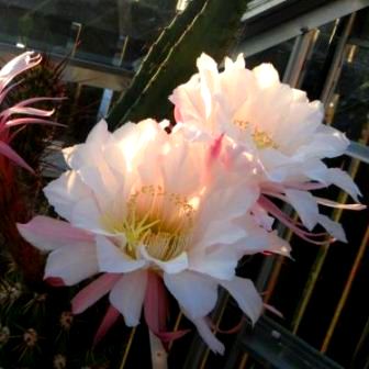 Echinopsis candicans var. gladiatus - Sea-Urchin Cactus, Easter Lily Cactus, Hedgehog Cactus - 5 Seed Pack