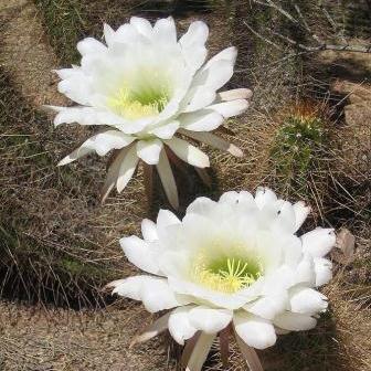 Echinopsis candicans var. gladiatus - Sea-Urchin Cactus, Easter Lily Cactus, Hedgehog Cactus - 5 Seed Pack - Image 3