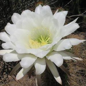 Echinopsis candicans var. gladiatus - Sea-Urchin Cactus, Easter Lily Cactus, Hedgehog Cactus - 5 Seed Pack - Image 4