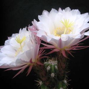 Echinopsis candicans var. gladiatus - Sea-Urchin Cactus, Easter Lily Cactus, Hedgehog Cactus - 5 Seed Pack - Image 5