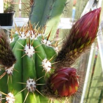Echinopsis candicans var. gladiatus - Sea-Urchin Cactus, Easter Lily Cactus, Hedgehog Cactus - 5 Seed Pack - Image 6