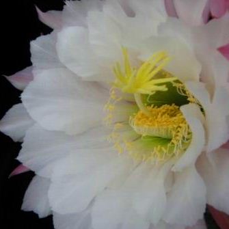 Echinopsis candicans var. gladiatus - Sea-Urchin Cactus, Easter Lily Cactus, Hedgehog Cactus - 5 Seed Pack - Image 7