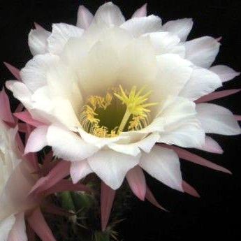 Echinopsis candicans var. gladiatus - Sea-Urchin Cactus, Easter Lily Cactus, Hedgehog Cactus - 5 Seed Pack - Image 8