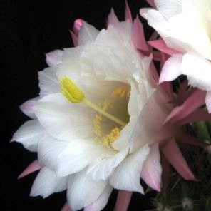 Echinopsis candicans var. gladiatus - Sea-Urchin Cactus, Easter Lily Cactus, Hedgehog Cactus - 5 Seed Pack - Image 9